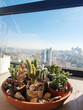 © Screen moment/Stocksy - Botanical Succulent Cactus Mini Plants