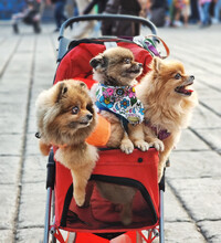 The Dogs In Dog Stroller