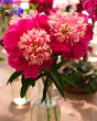 Peony Spiffy, Japanese form peony with fuchsia-red guard petals that hold full center of pink, cream and fuchsia petaloids