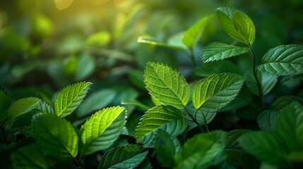 Poster - In summer, nature of green leaves in the garden. Natural greenery wallpaper, or spring background cover page.