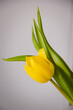 tulipan, żółty, z bliska, białe tło 