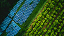 Agrivoltaics Solar Panels Used Along With Agriculture, Generative AI 