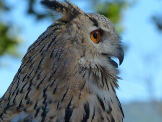 Sticker - Hibou Oiseau nocturne