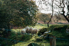 Welsh Sheep Grazing In Woodland Pasture