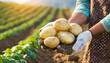 farmer holding fresh potatoes in the field