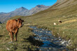 Troupeau de vaches , vallon du refuge de Villar-d'Arène en été , Massif de l' Oisans , Hautes Alpes , France