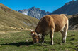 Troupeau de vaches et montagne des Agneaux à Villar-d'Arène en été , Massif de l' Oisans , Hautes Alpes , France