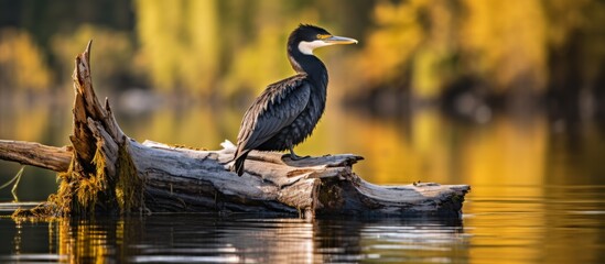 Sticker - A terrestrial bird with a beak is perched on a log in the middle of a lake, surrounded by fluid water in a natural wetland landscape, home to various wildlife