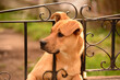 yellowish brown dog, concentrated. canine pet