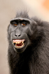 Wall Mural - Crested Macaque (Macaca Nigra) in natural habitat