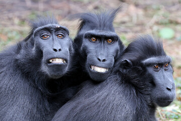 Wall Mural - Crested Macaque (Macaca Nigra) in natural habitat