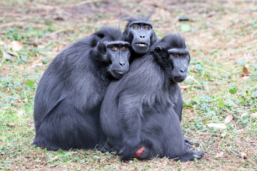 Wall Mural - Crested Macaque (Macaca Nigra) in natural habitat