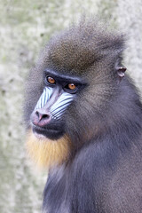 Wall Mural - A mandrill (Mandrillus sphinx) portrait