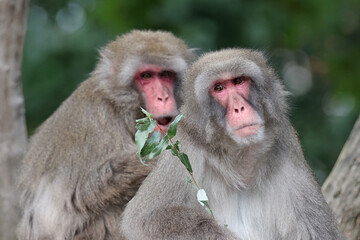 Canvas Print - Japanese Macaque monkeys in zoological park