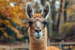 Beautiful llama Up Close in Natural Habitat - Wildlife Portrait, generated with AI