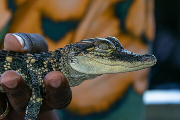 tourist holding cute baby alligator in boat on swamp tour