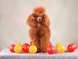 Poodle playing with balls
