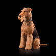 Sitting Airedale Terrier dog