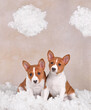 Two cute Basenji puppys in clouds