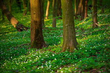 Wall Mural - Flowering green forest with white flowers, spring nature background