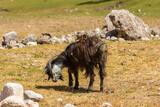 Fototapeta Desenie - Goat in the Zeravshan Valley,  Tajikistan