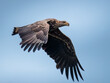 White-tailed eagle, Haliaeetus albicilla, soars in the sky, large bird of prey, claw strength, large claws and thick beak, wide wings, long feathers, majestic predatory hunter