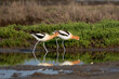 American Avocets in the Pond