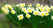 White narcissus flowers in spring garden. Narcissus flower also known as daffodil, daffadowndilly, narcissus, and jonquil. Grade ice follies.