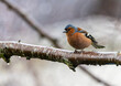Male Eurasian or Common Chaffinch 