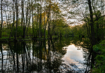 Wall Mural - Marshland nature of Louisiana. US Natural Parks	