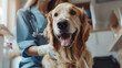 A happy Golden Retriever sits calmly during a routine checkup with a blur-faced veterinarian in a clinic setting