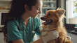 This vibrant image shows a Corgi receiving care from a caring vet, whose face is intentionally blurred, in a clinical setting
