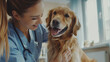 The image captures a Golden Retriever being gently examined by a veterinarian with her face blurred out in a medical office