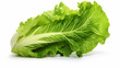 Green Lettuce on a White Background