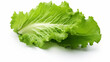 Romaine Lettuce on a White Background