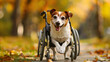 A cute Jack Russell dog with a disability sits in a wheelchair having fun while walking in the park.