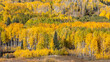 Beautiful Fall Aspen Landscape in Colorado