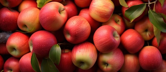 Canvas Print - A cluster of vibrant red apples with green leaves hanging from a tree branch. This staple food is a natural, seedless fruit that is packed with nutrients, making it a superfood