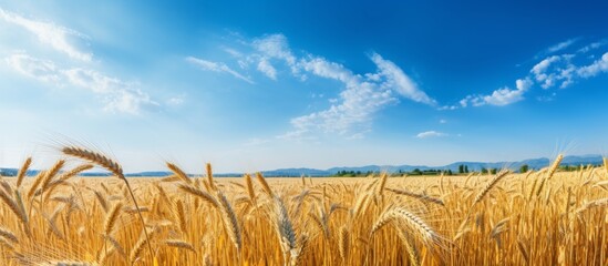 Sticker - An ecoregion filled with golden wheat sways in the breeze under a clear blue sky. This natural landscape is a vibrant display of agriculture in the grasslands