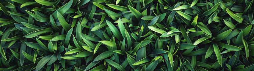 A close-up shot capturing the lush, fresh green texture of dense grass blades, symbolizing growth and nature