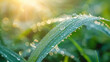 Closeup of fresh morning dew on a green grass blade with sun rays illuminating the scene, symbolizing freshness and new beginnings