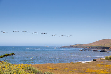 Flock of pelicans flying over the ocean
