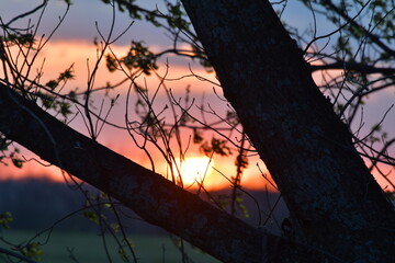 Canvas Print - Tree Sunset