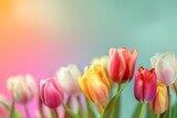 Fototapeta Tulipany - Beautiful tulip flowers with blurred gradient spring nature background image.