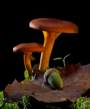 Wild Toxic Mushroom, Omphalotus Olearius, Jack-o'-lantern Mushroom, In Forest. Sassari, Sardinia, Italy