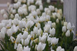 White tulips blooming in spring