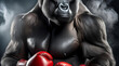 gorille boxeur