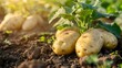 Fresh organic potatoes in the field. Background many large potatoes on the ground..close-up potatos texture. Macro potato.
