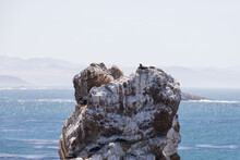 Cormorant Nesting On Large Rock