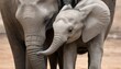 a-baby-elephant-cuddling-with-its-mother- 3